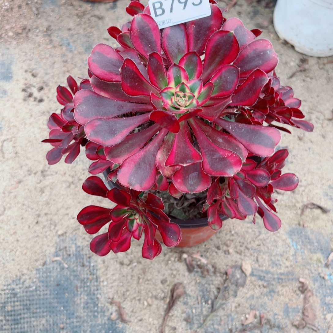 795冰激凌多肉植物法师多肉