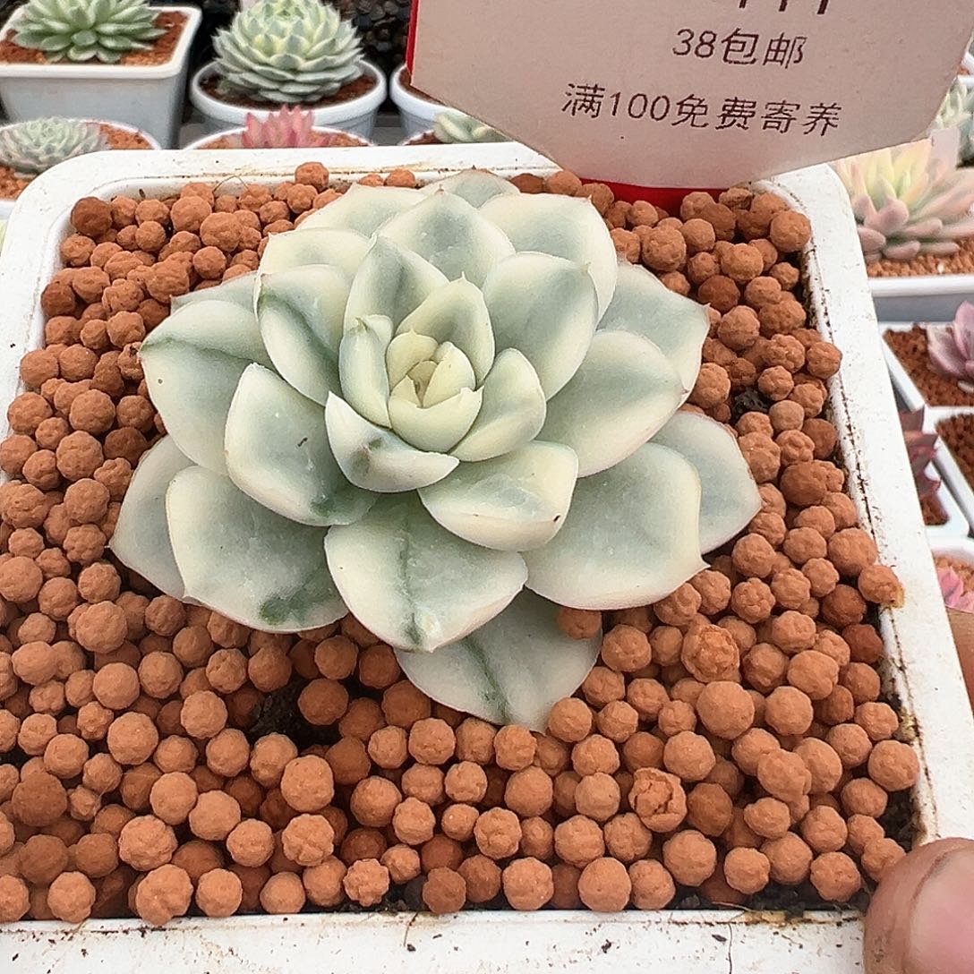 111号雪鸳锦多肉植物