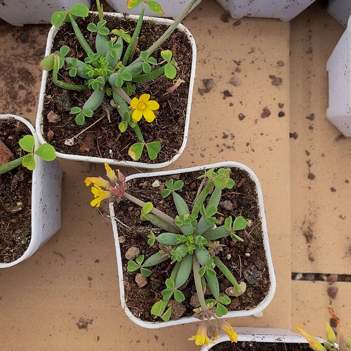 炸酱草带盆土发货