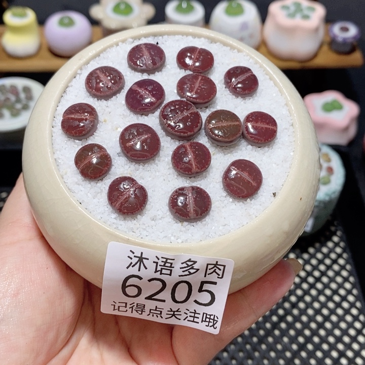 带盆土植物 一物一拍6205