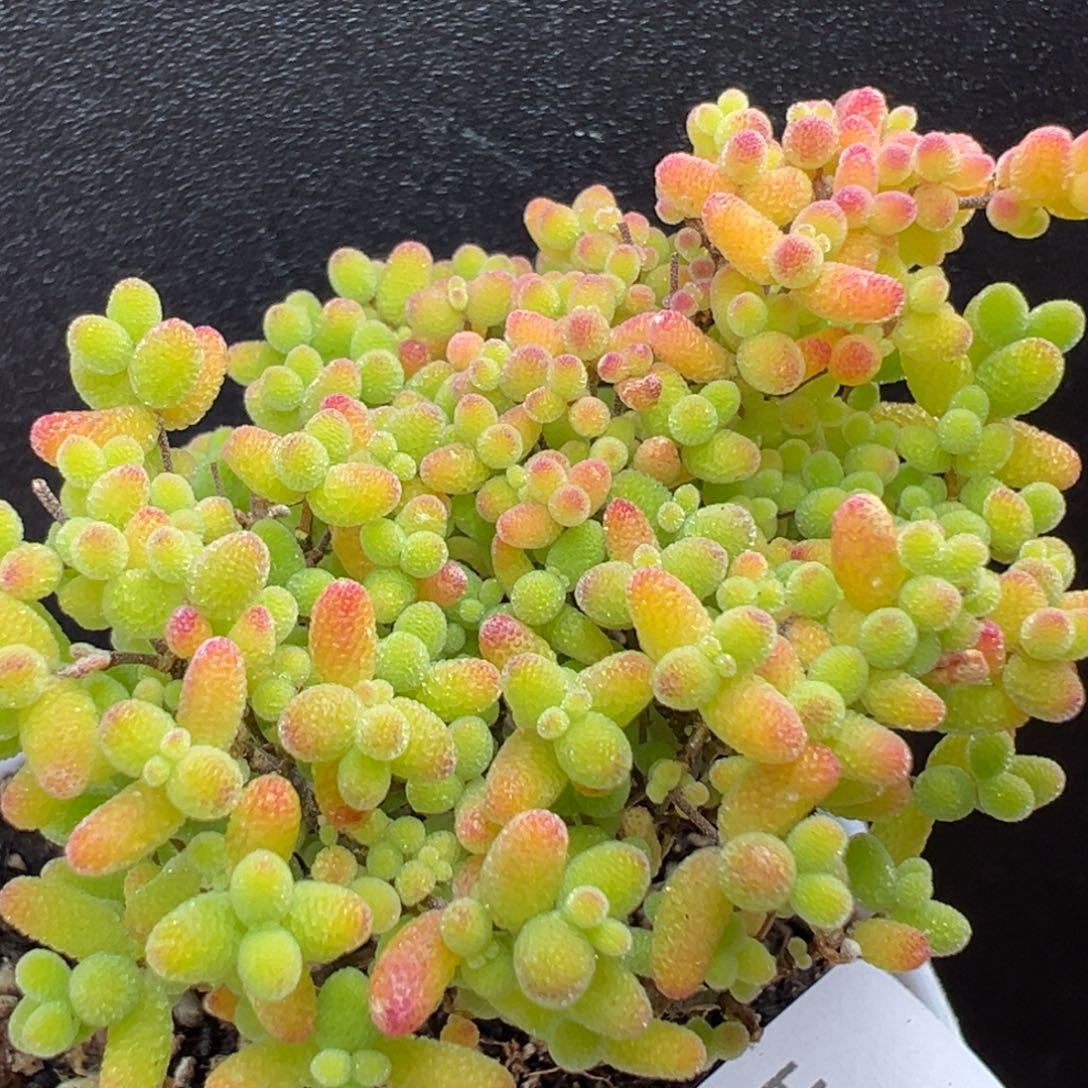 dy3758精控小老桩蜜橘糖球冠幅5cm