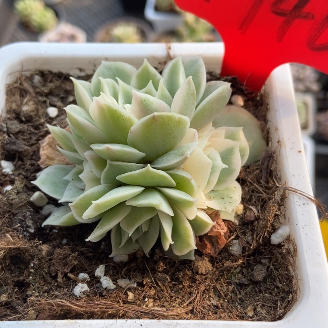 1746昂锦多肉植物保护