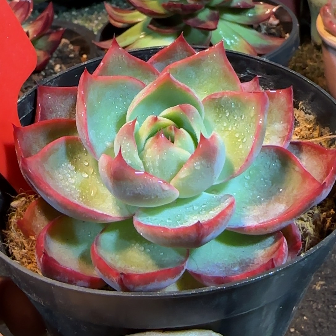 三角勺型惊鸿一物一拍包装收缩花旱188