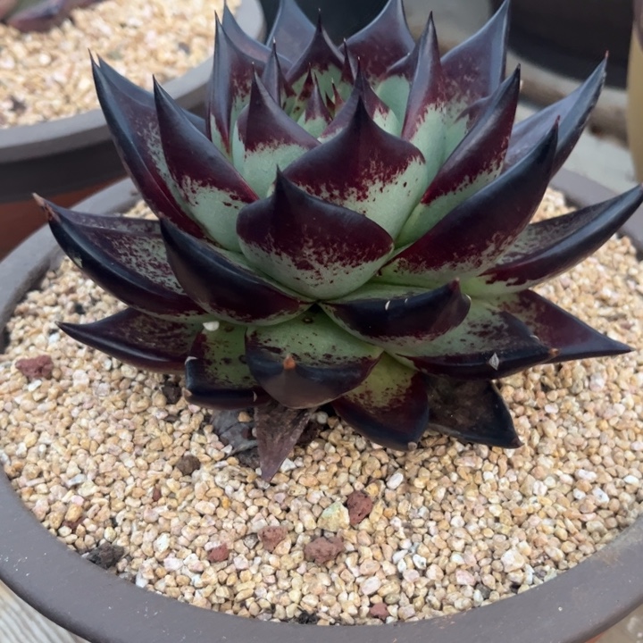 魔莲超润款111111111111