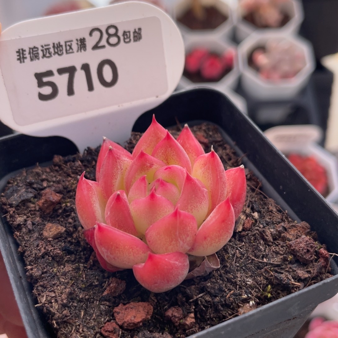 弗洛瑞安娜5710-3.8厘米
