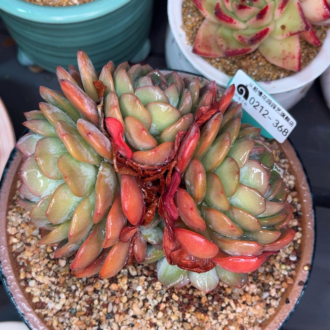 从前慢多肉精选编号0212.368