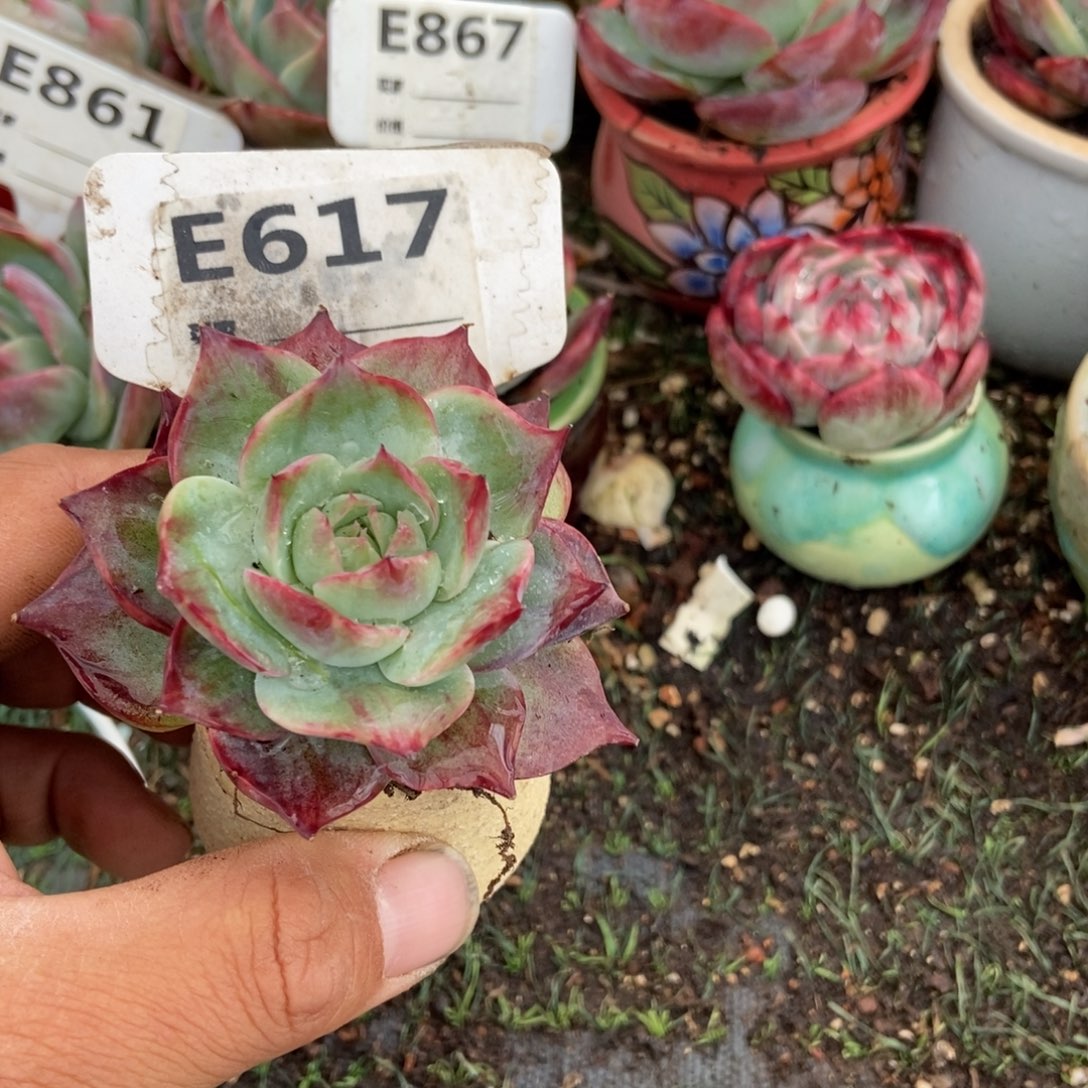 惊鸿一瞥617号楼