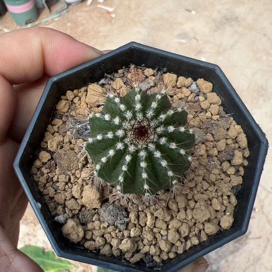 实生节刺尤伯球 稀有仙人球多肉植物防辐射室内组合盆栽