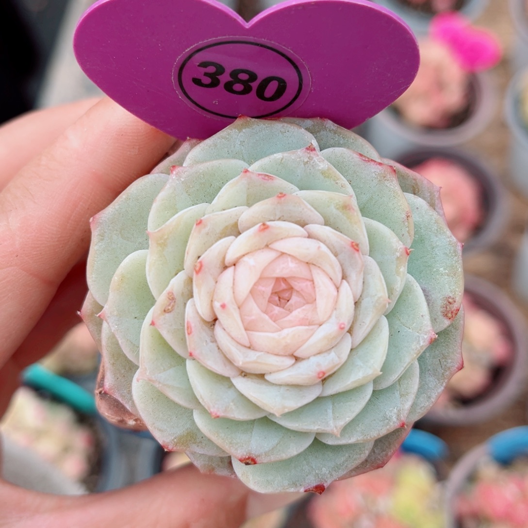 380号新品纯爱单头