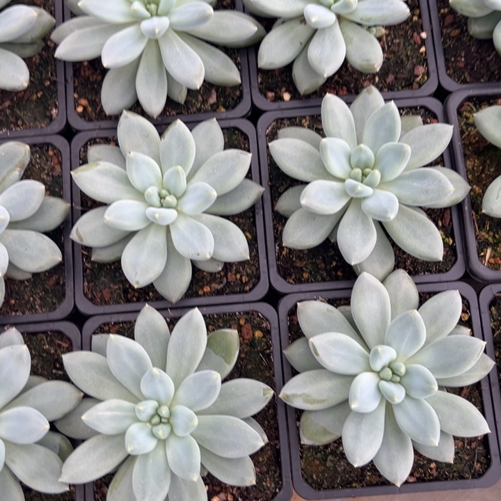 毛***花毛毛姐量拍哥特萝莉