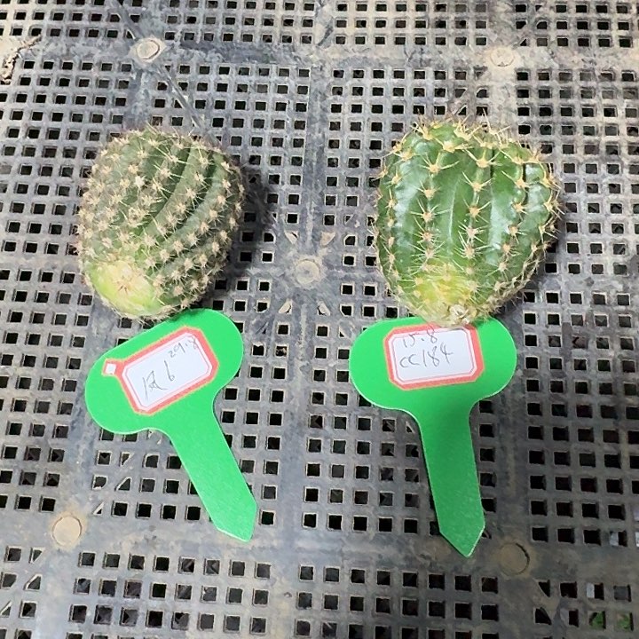 梁****凤6，184，一共两个侧牙