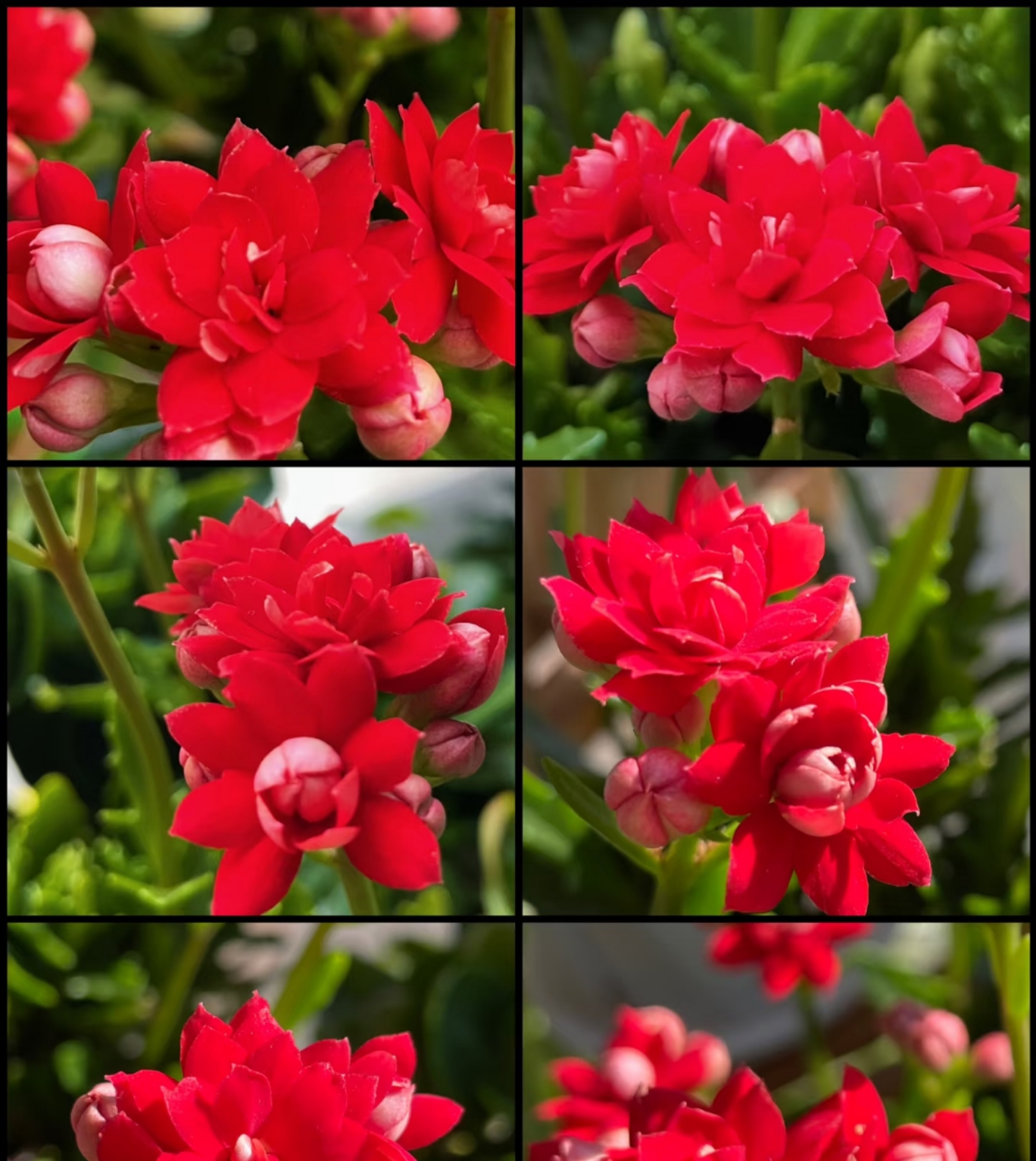 红锦鲤，中国红110原盆原土