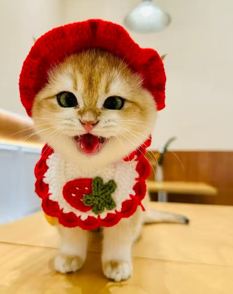 手工编织宠物猫咪狗狗可爱头套帽子变装道具装饰品