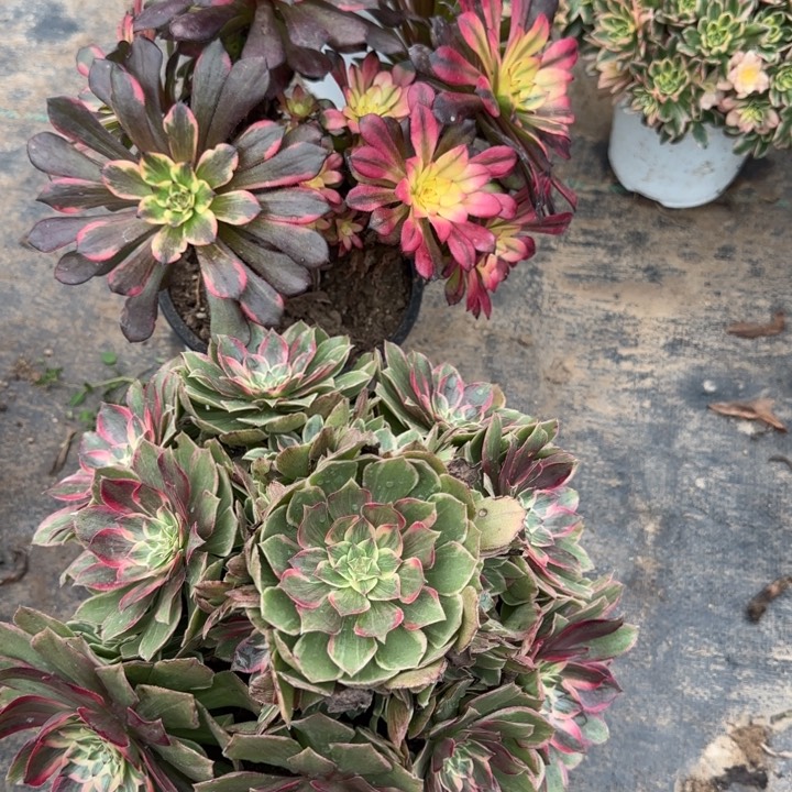 莲花座➕yan花包邮。         