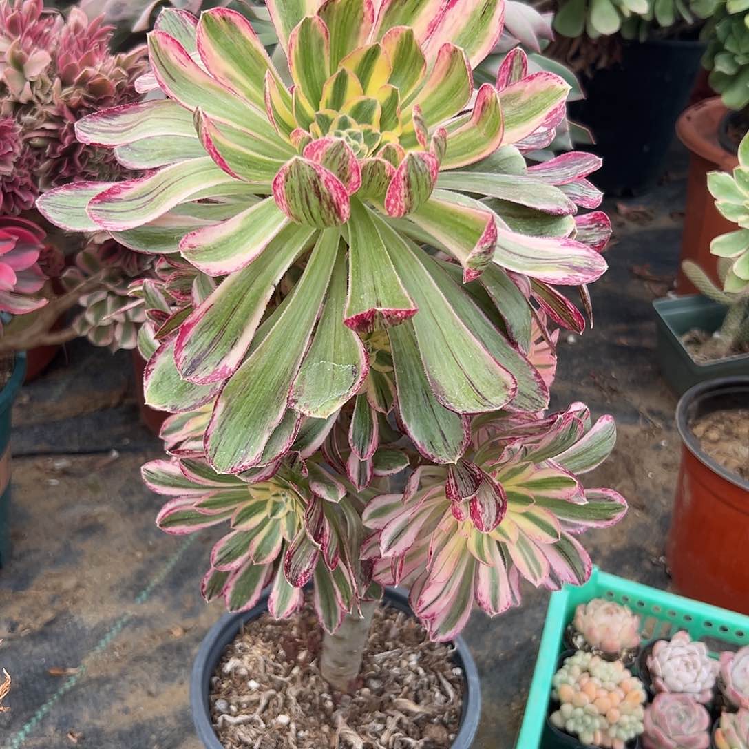 多肉植物微锦锦群