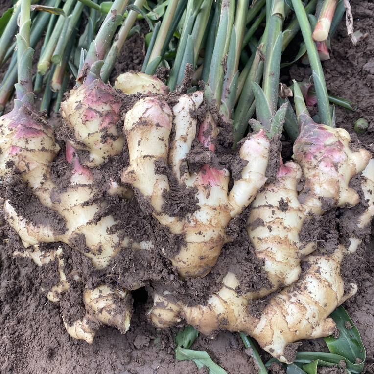 鲜姜芽嫩姜大肉姜山东昌邑大姜现挖现发的生吃糖醋新鲜姜仔大黄姜