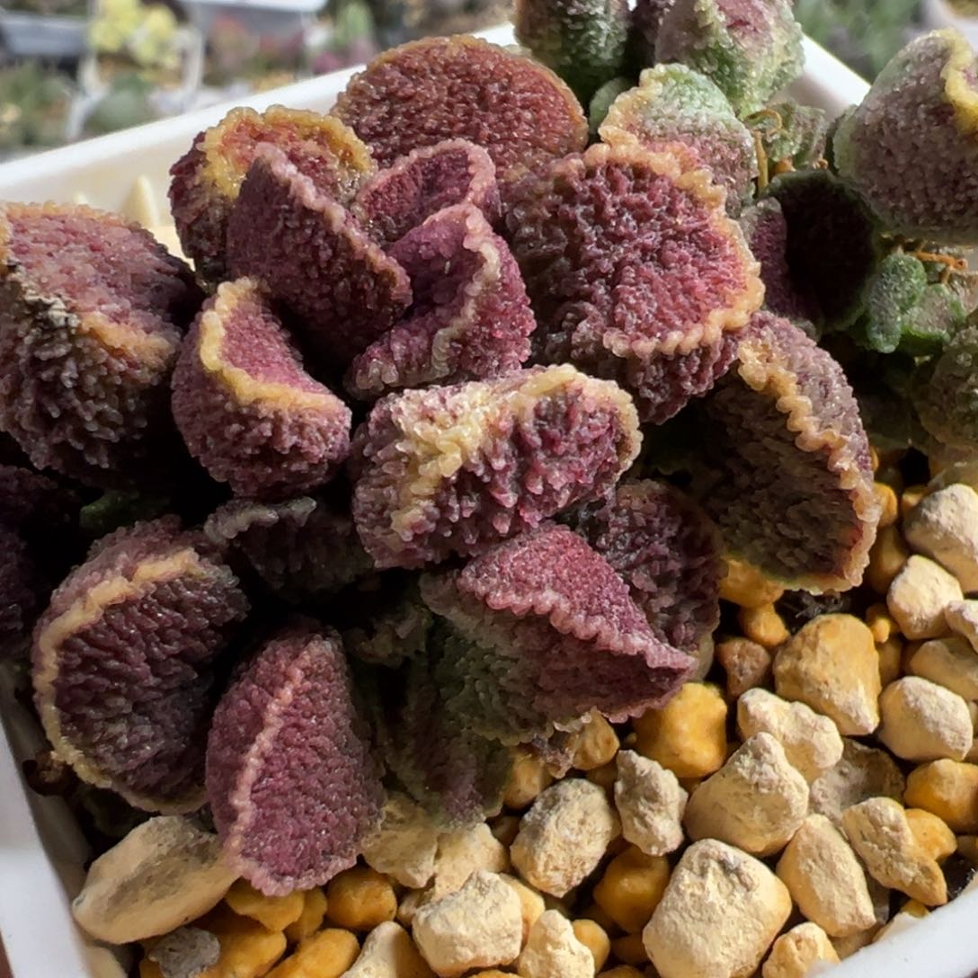 火凤凰多头纯木质桩多肉植物有一个头可能缀化了