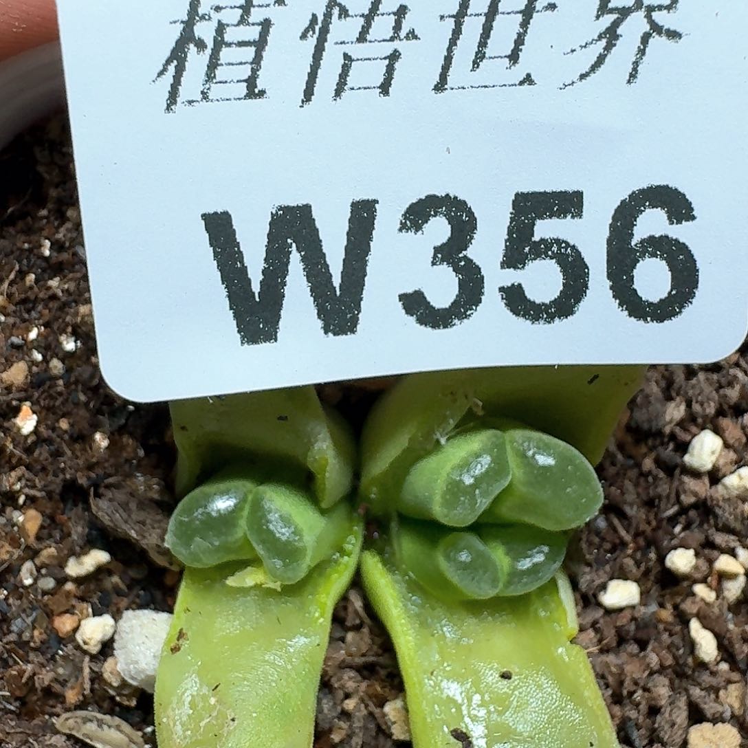 356号多肉植物哇c f