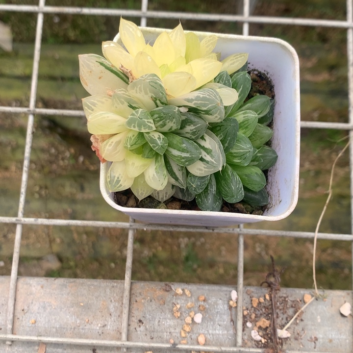 艳*天苏州玉露锦一物一拍