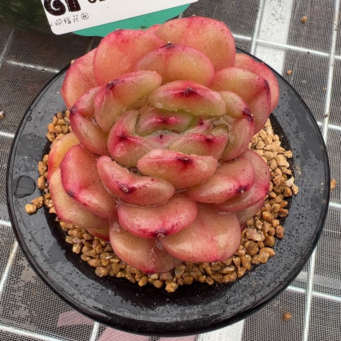 从前慢多肉精选编号0207.89