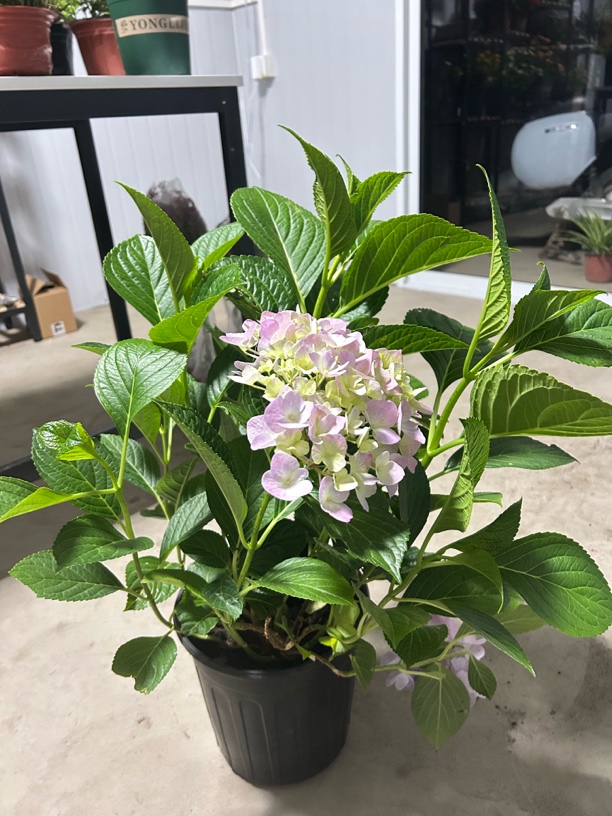带盆带土四季开花重瓣绣球花无尽夏盆栽适合阳台庭院