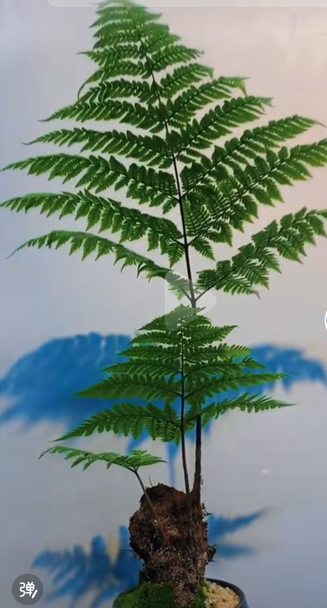 浓香型花卉盆栽漂亮