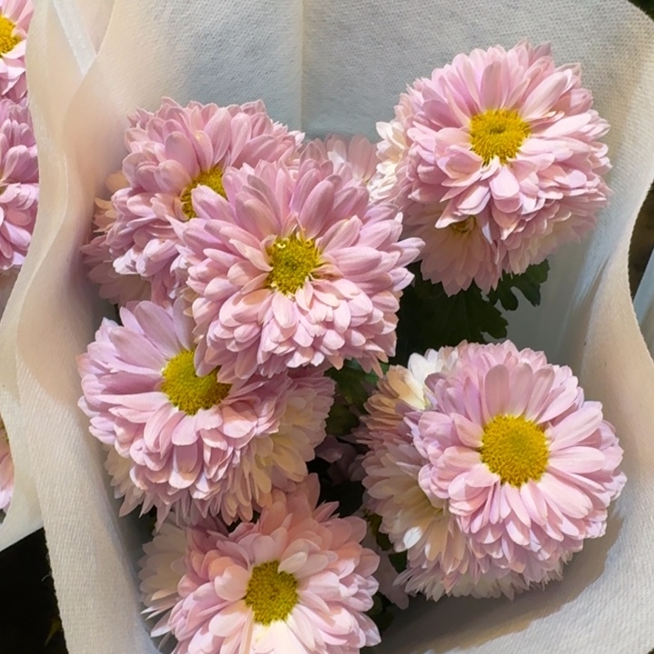 粉色小菊盆栽带花发货