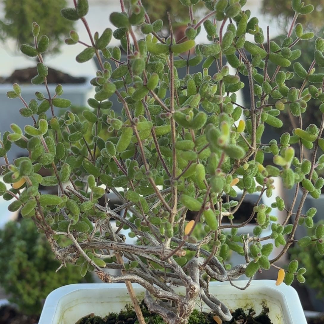 433白虎斑锦枝干哦