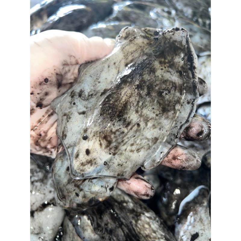 【小阿周】圆屁股墨鱼新鲜正宗舟山乌贼墨鱼3-4只/斤（产量低懂货拍）