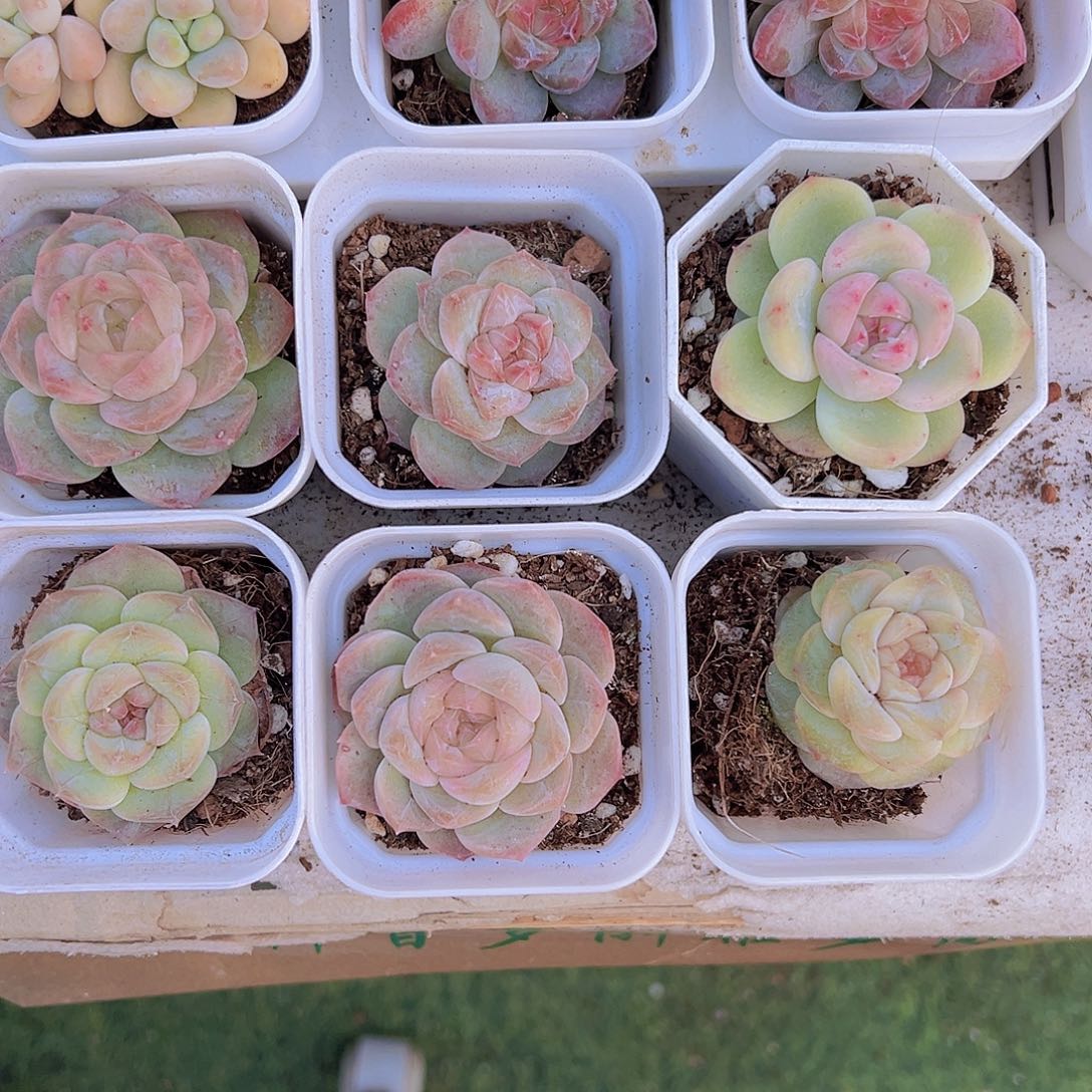 溏心组合6颗白盆发货