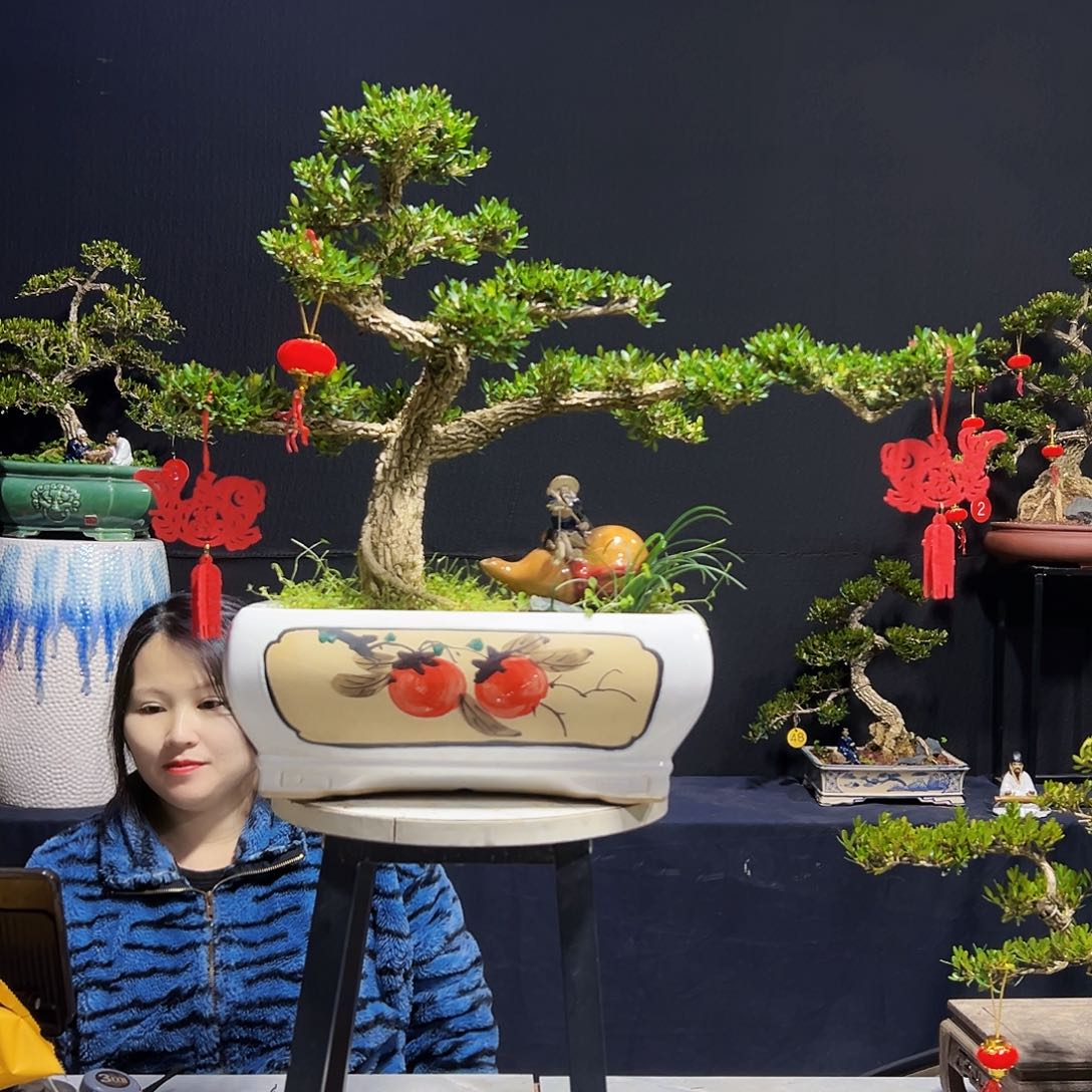 绿植广东皱皮黄杨木