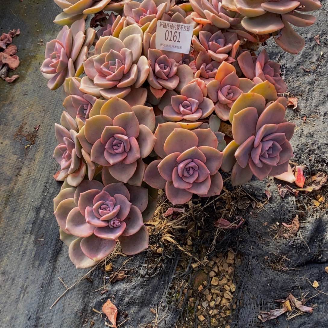 天***司彩虹糖0161。         