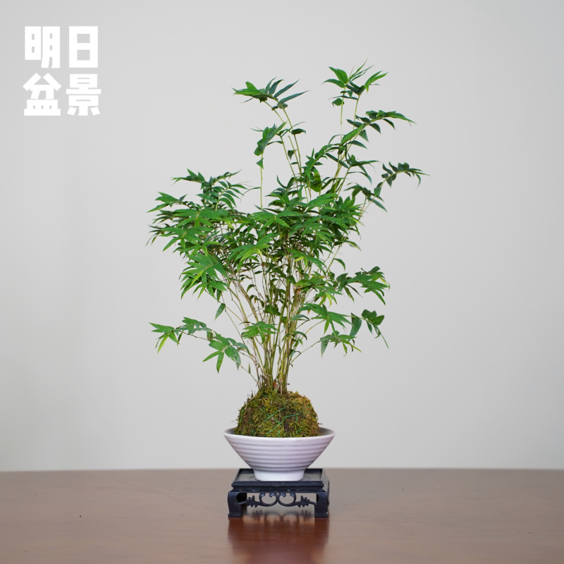 米竹凤尾竹丛林款小巧精致室内绿植书桌茶桌玄关摆放四季常青水培