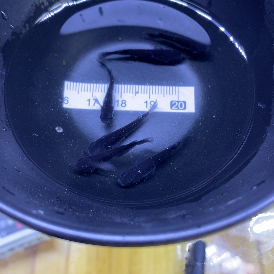 青鳉鱼耀变耀变58号