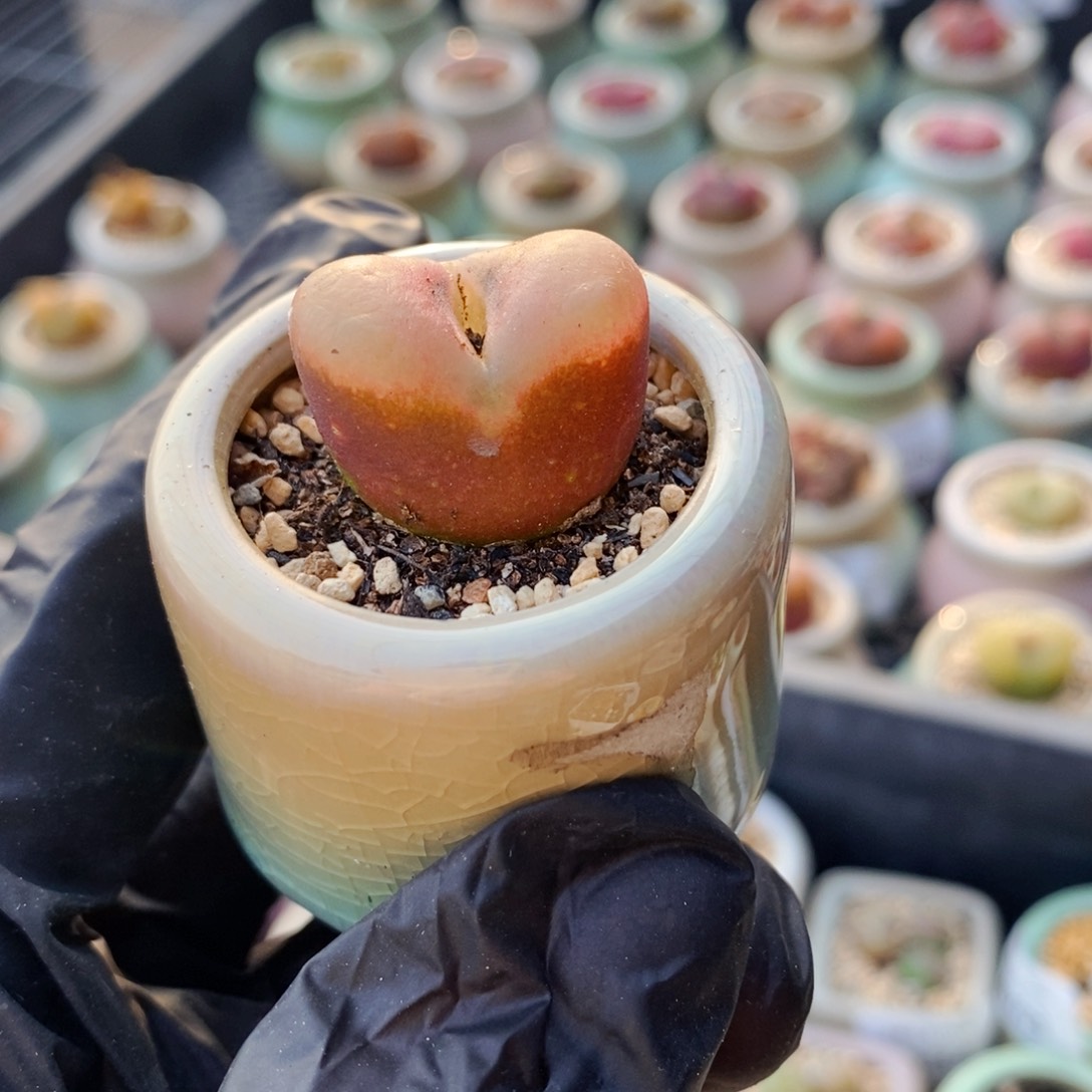 4319--一物一拍 带盆