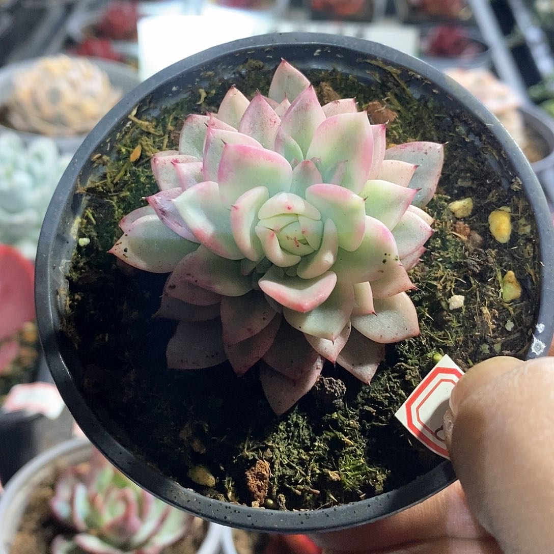 A840精美多肉原始绿爪腹轮锦