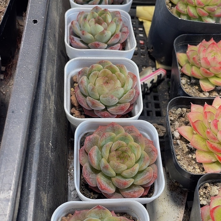 葡萄珍妮带盆土发