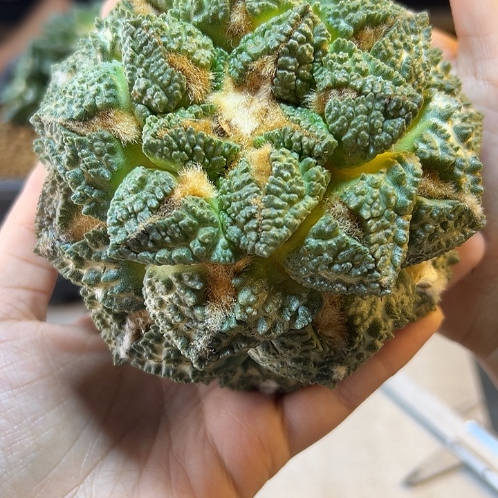 7号根芽大龟甲牡丹11公分