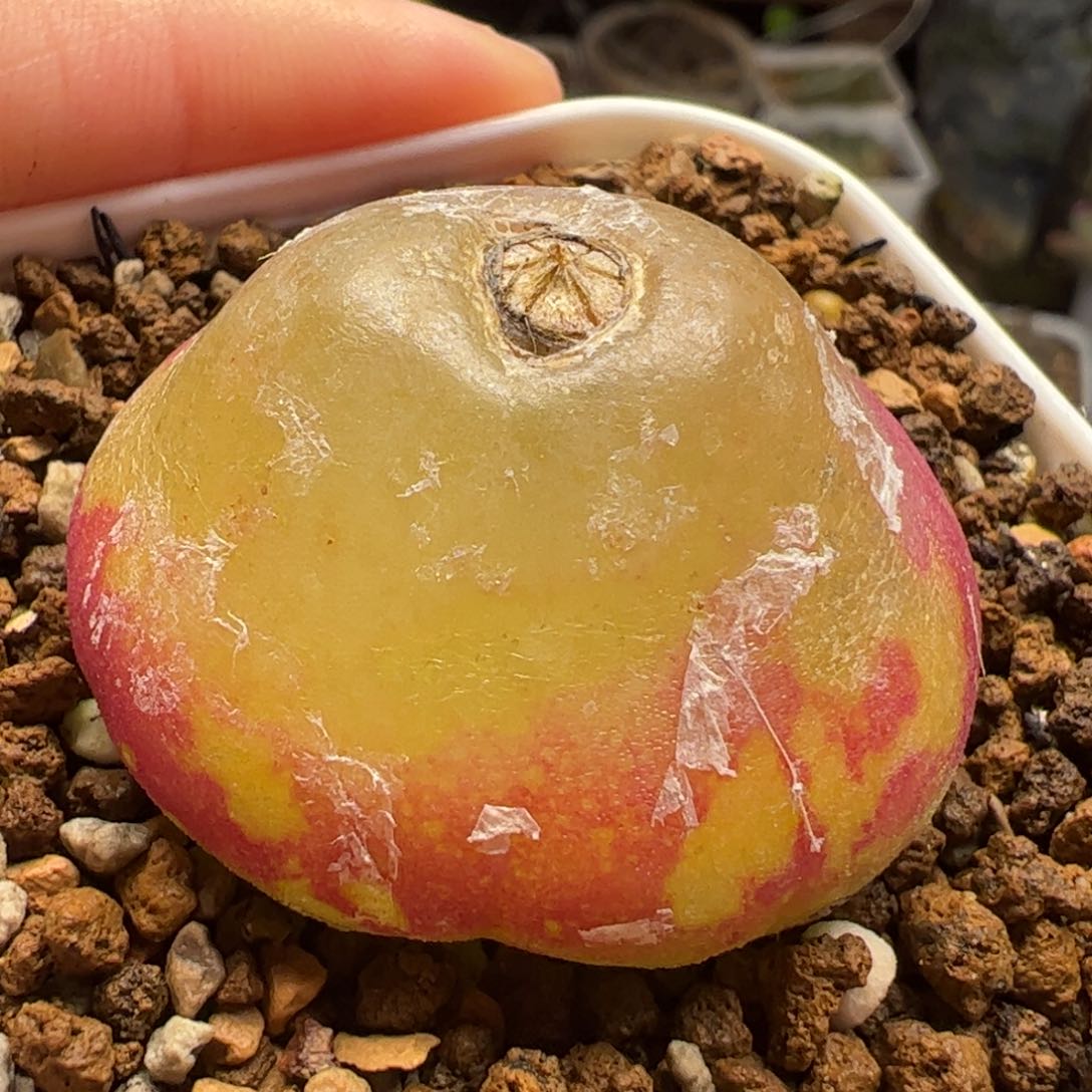 3.6厘米灯泡多肉植物