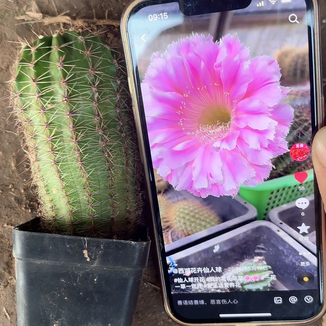 云端带根侧牙20包邮仙人球