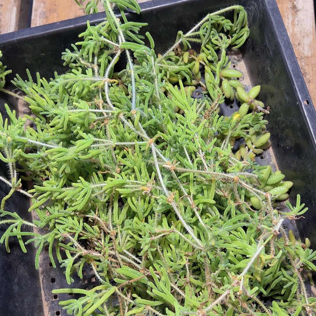 直播福利枝干整框量拍
