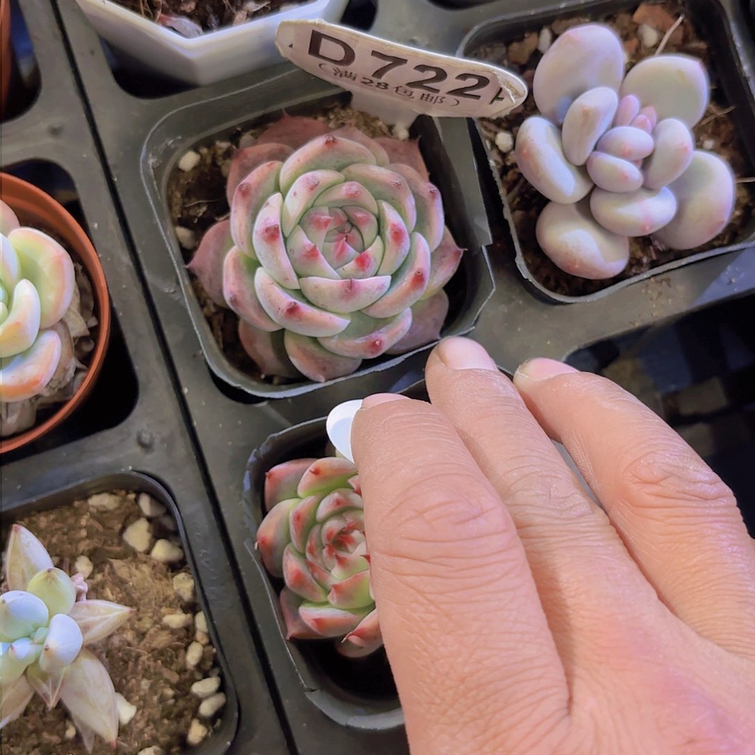 深****舞D722吉娃娃一物一拍