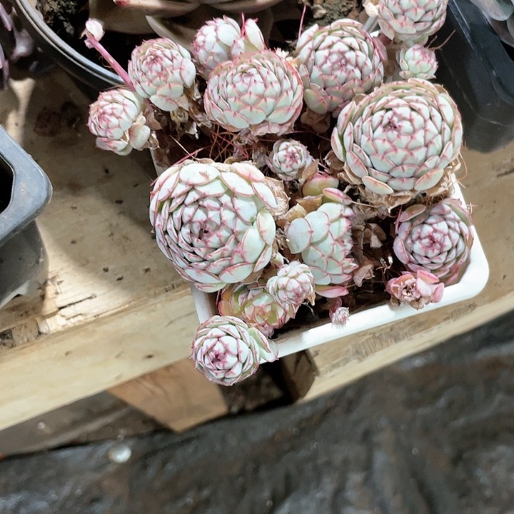 小红船定向一颗带盆土