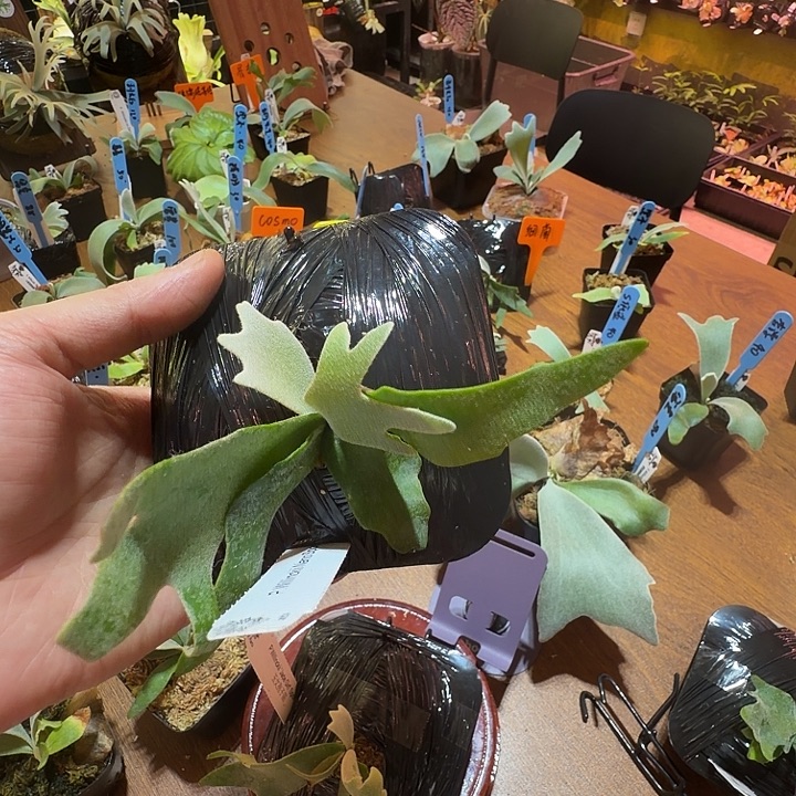 无花朵鹿野直播间竞拍Nano