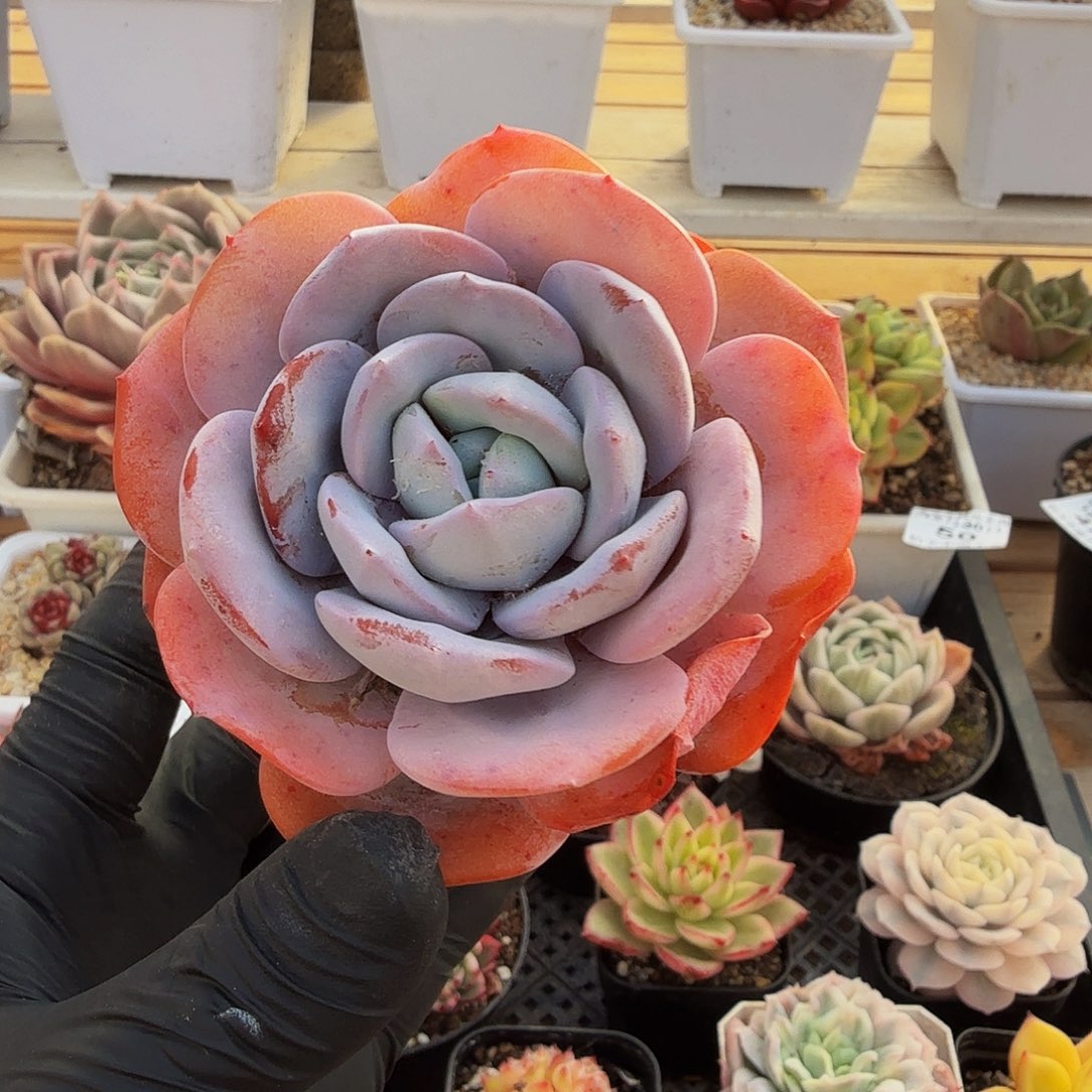 1230-52奶茶单头a