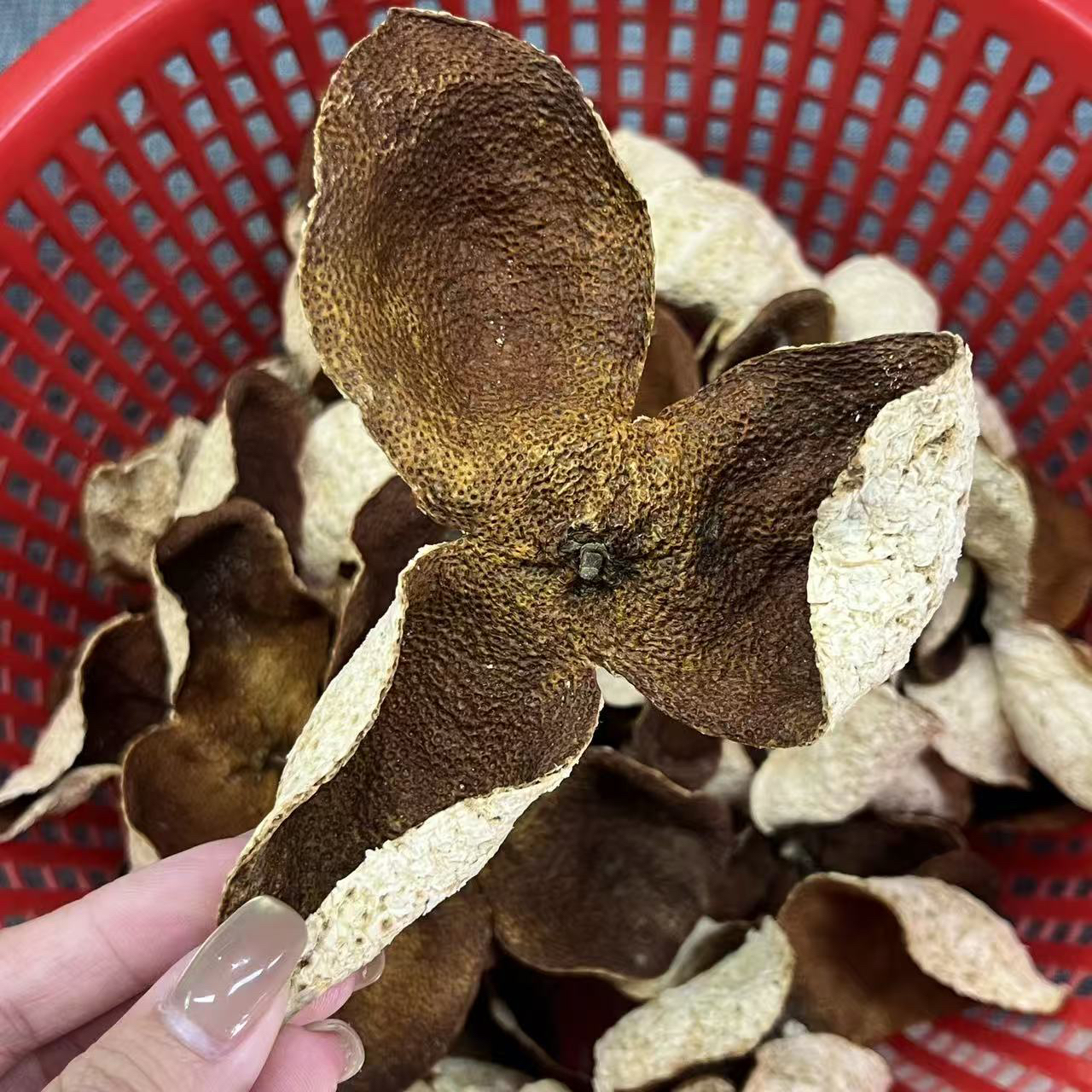 2023年天马圈枝大红皮