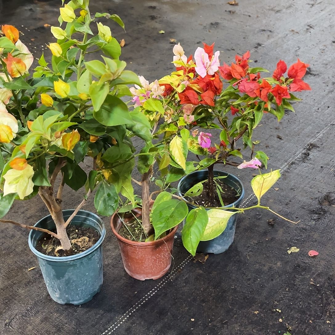 完全开放浅彩虹，班红樱，红桑巴