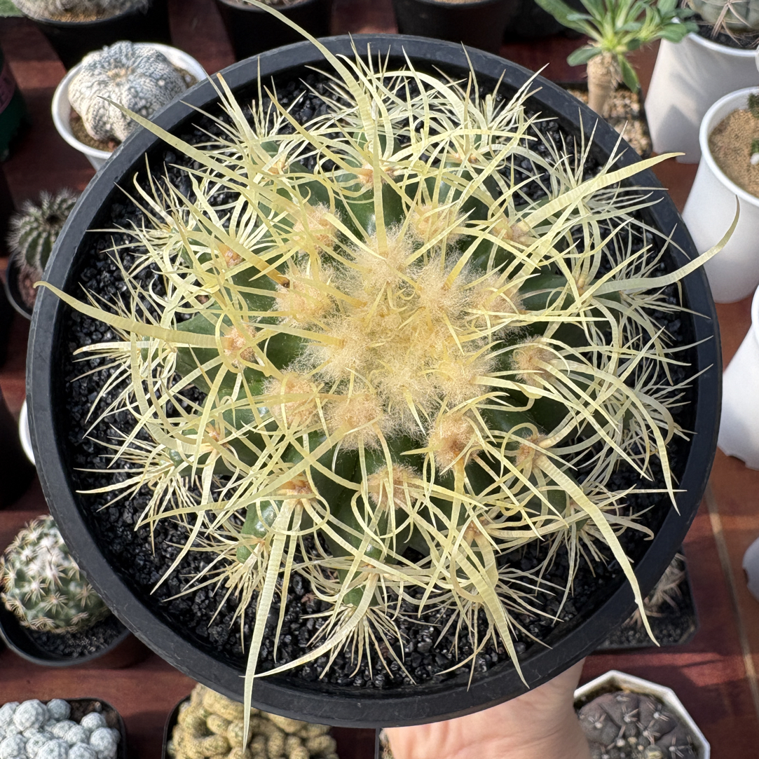 星禾记直播链接2号多肉植物仙人球