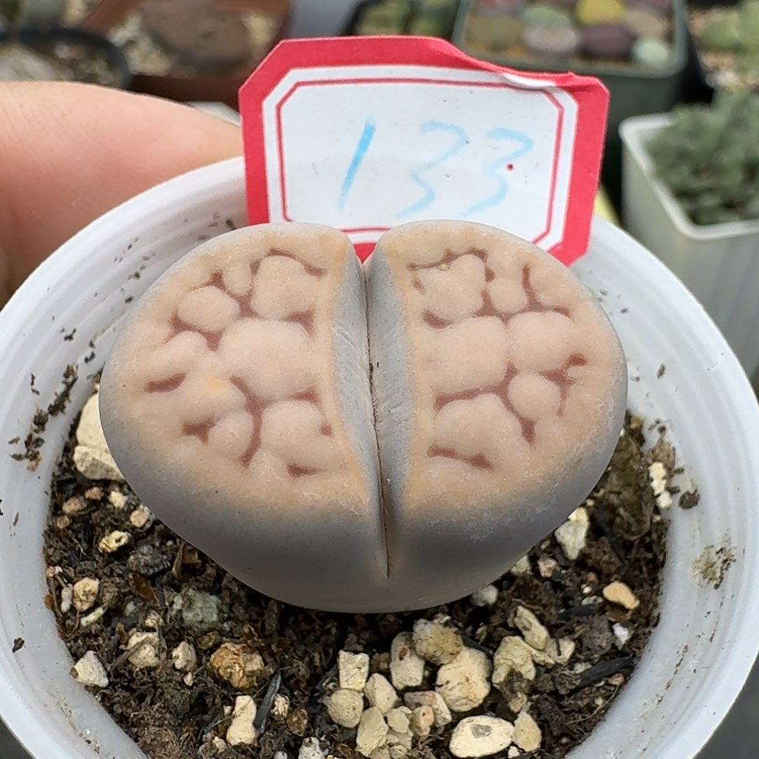 133多肉呼呼军大衣