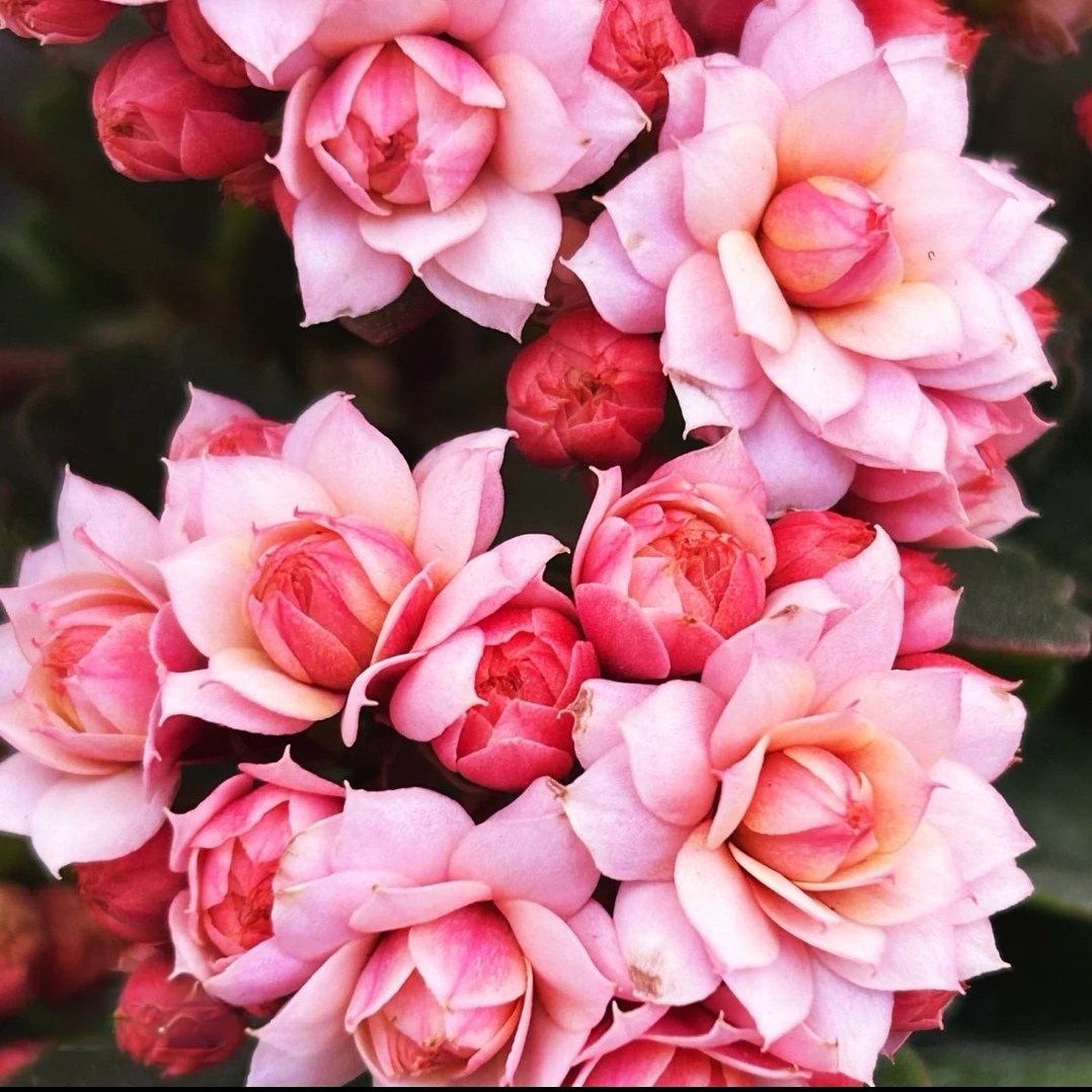 110杯～【人面桃花】彩妙系列重瓣中型花 一代种苗